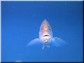 vc_snapper_underwater