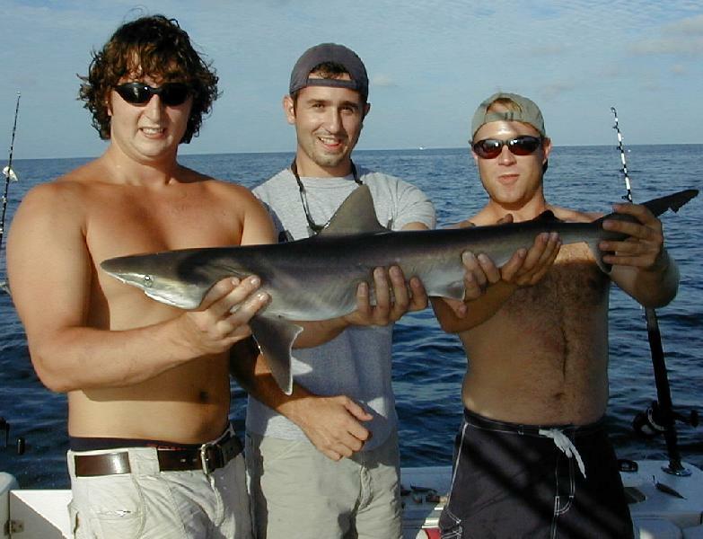08_Crew_Shark