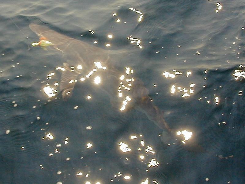 21_Shark