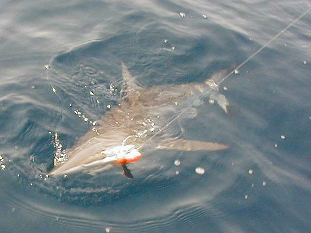 22_Shark