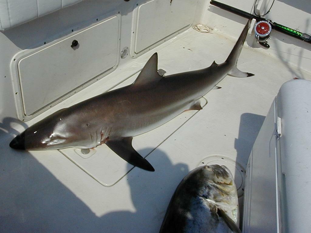 24_Shark