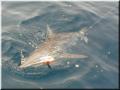 22_Shark