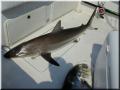 24_Shark