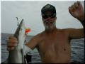 24_Don_Shark