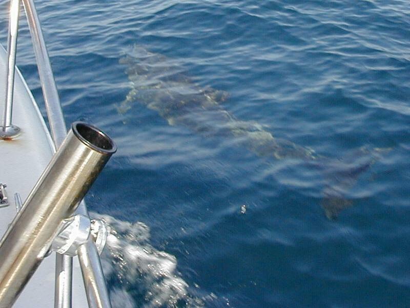 07_dolphin