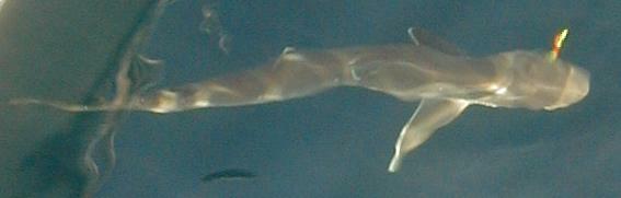 09_shark