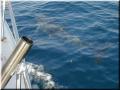 07_dolphin