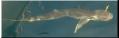 09_shark
