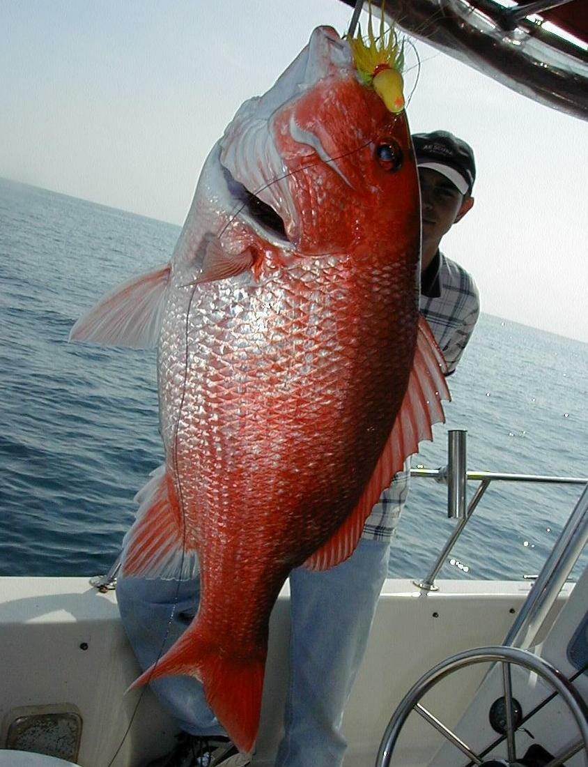 100_Snapper_Closeup