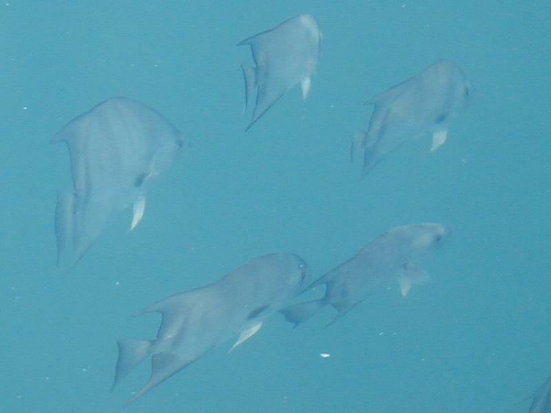 93_Spadefish