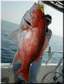 100_Snapper_Closeup