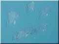 93_Spadefish
