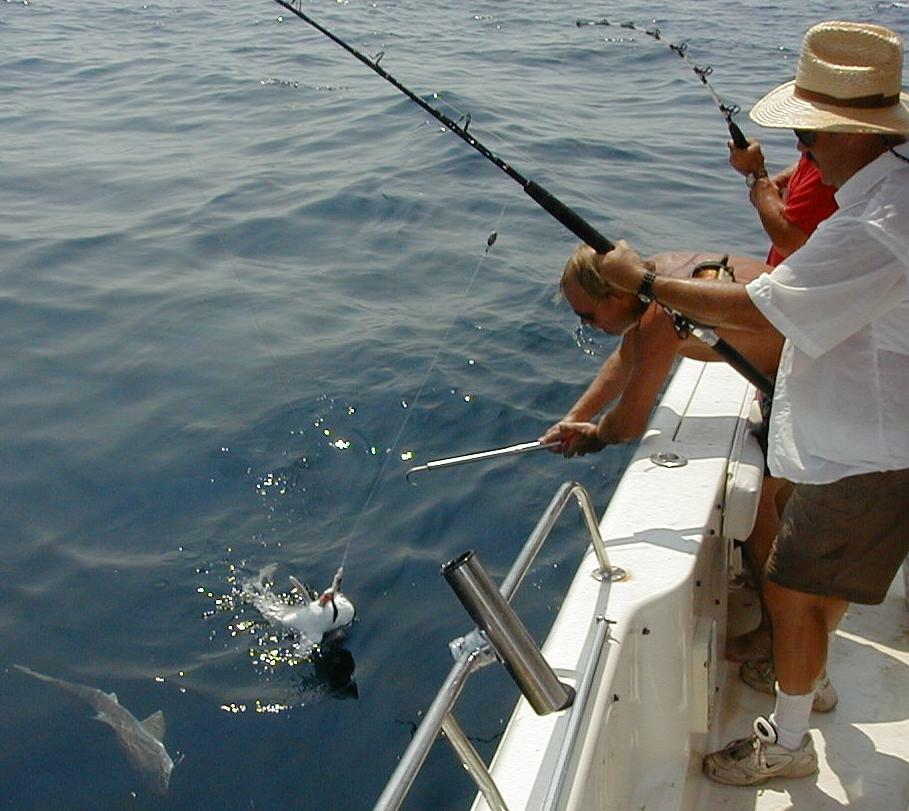 36_Sharks