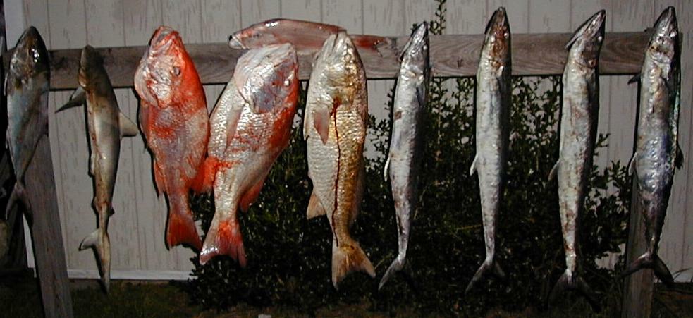 65_Catch