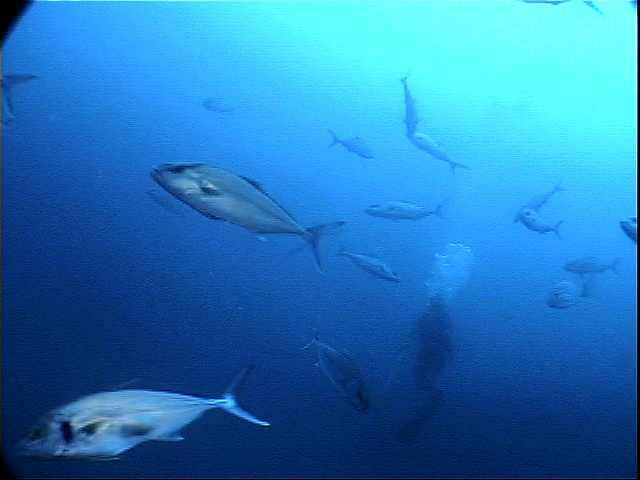 Mike_Spearfishing