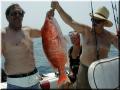 33_Crew_Snapper
