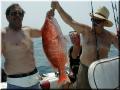 33_Crew_Snapper_640