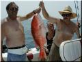 34_Crew_Snapper