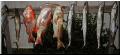 65_Catch