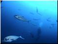 Mike_Spearfishing