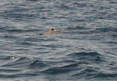 36_turtle