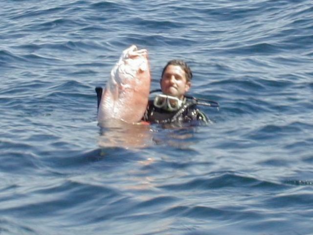 56_joey_big_snapper