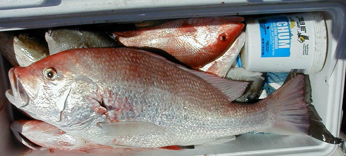 62_Snapper-in-the-box