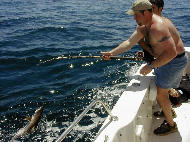 68_scotty_shark