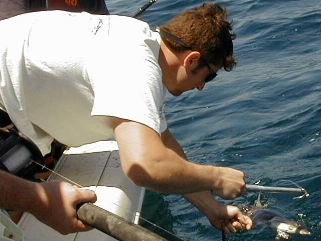 69_michael_shark