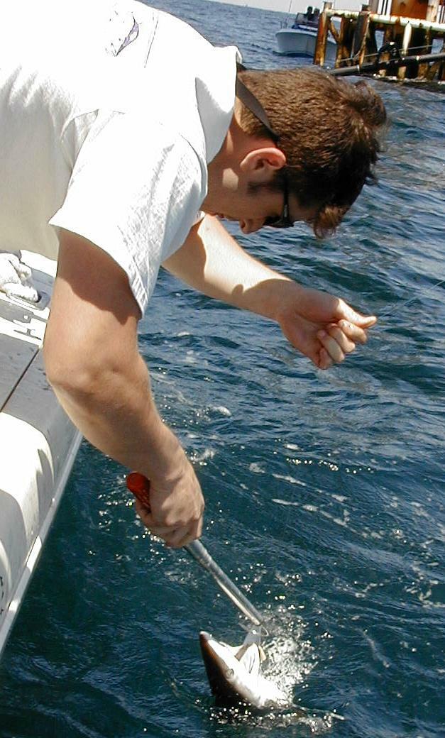 71_michael_shark