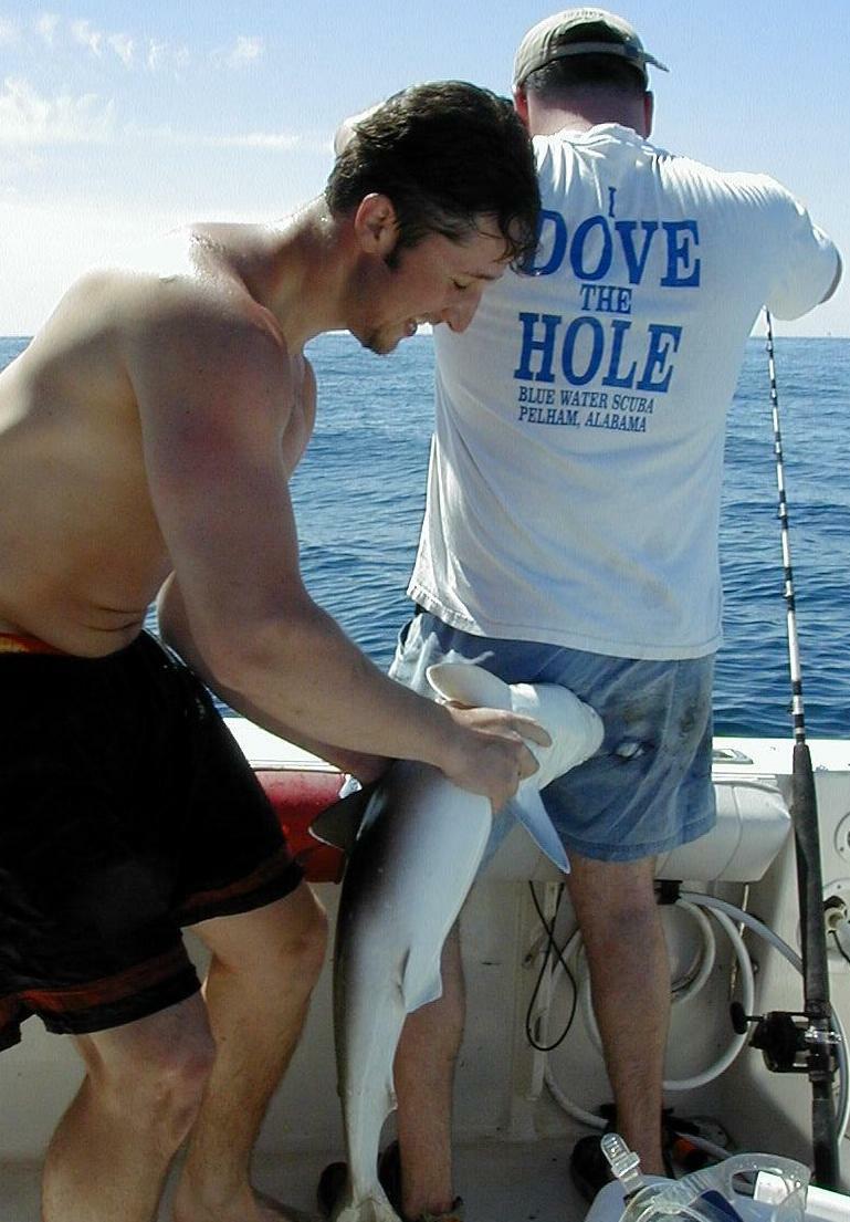 90_sharkbite