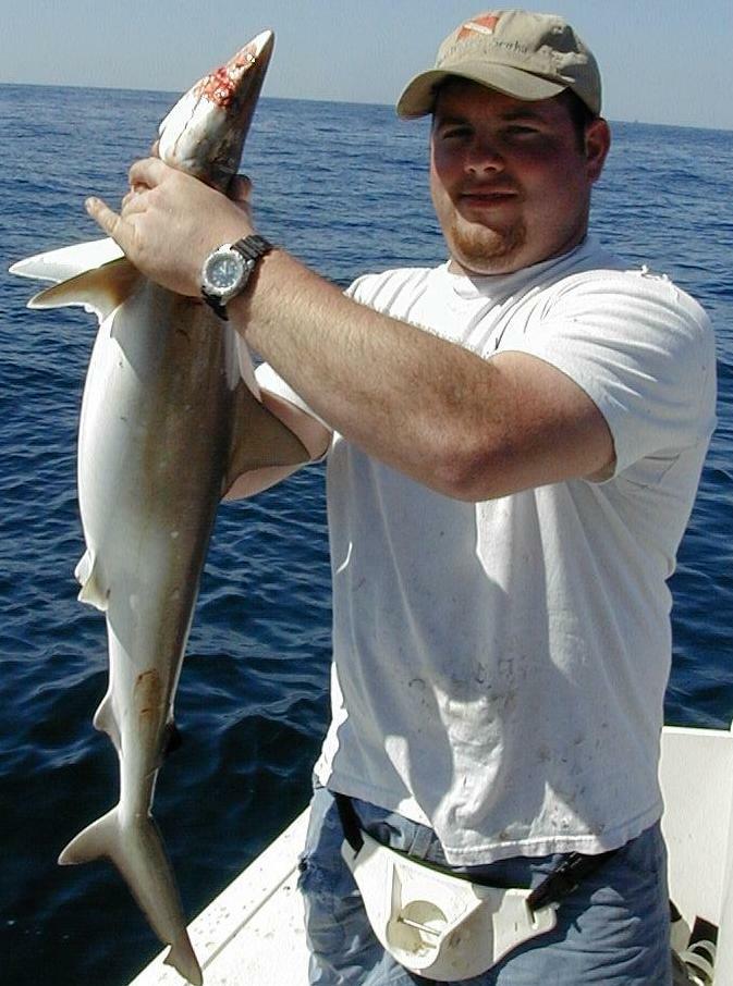 94_scotty_shark