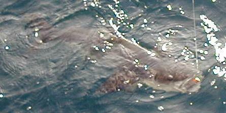 98_cobia