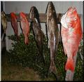 112_biggest_catch