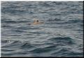 36_turtle