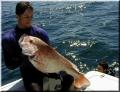 58_mike_joey_snapper