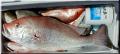 62_Snapper-in-the-box