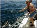 68_scotty_shark