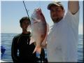 86_scotty_snapper_sm