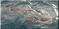 98_cobia