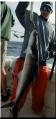 99_mark_cobia