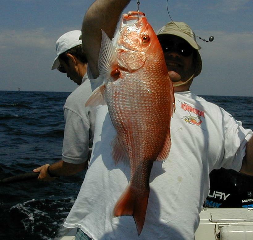18_Perry_Snapper