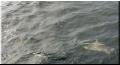 05_Shark