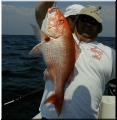 17_Perry_Snapper