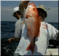 18_Perry_Snapper
