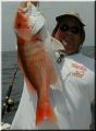 54_Perry_Snapper