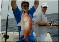 61_Gus_Snapper