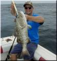 64_Gus_Grouper