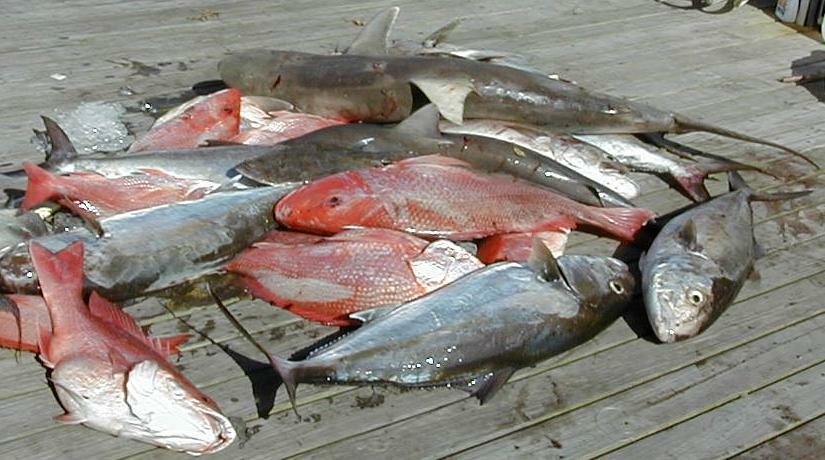 34_Catch