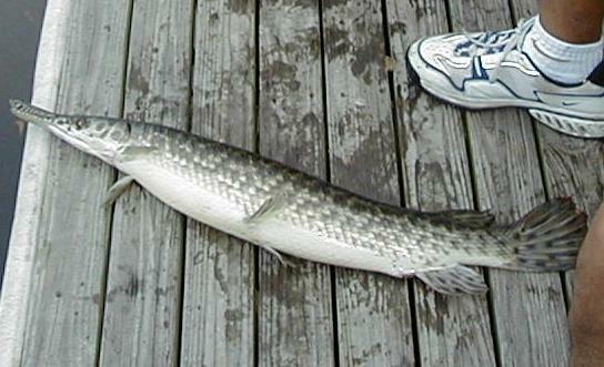 44_Gar_at_Dock